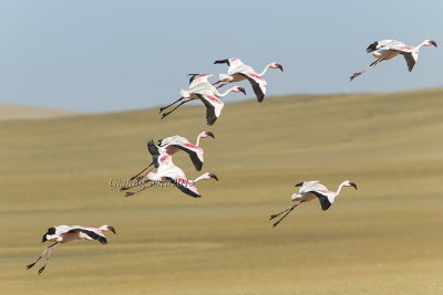 Lesser Flamingo