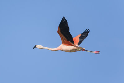  Chilean Flamingo 