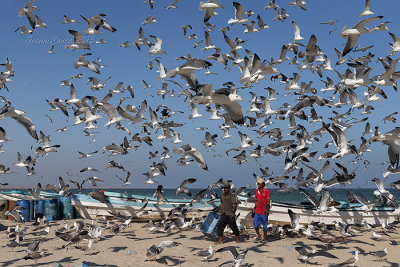 Heuglin's Gull with fishermen