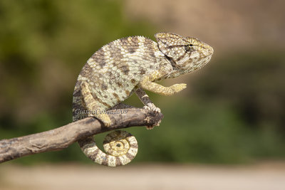 Arabian Chameleon