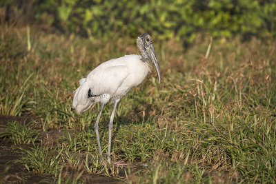 Wood Stork