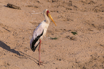 Yellow-billed Stork
