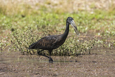 African Openbill