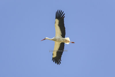 White Stork