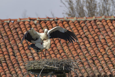 White Stork