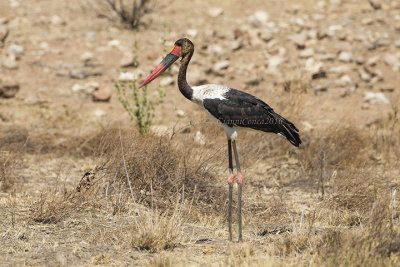 Saddle-billed Stork