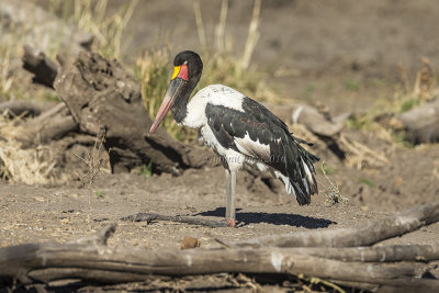 Saddle-billed Stork