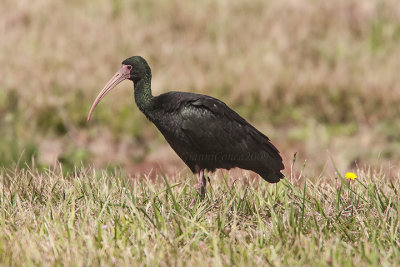 Bare-faced Ibis