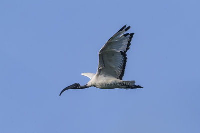 Sacred Ibis 