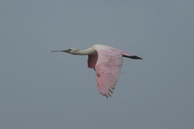 Threskiornitidae