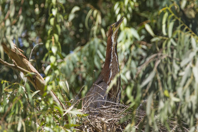 Rufescent Tiger Heron