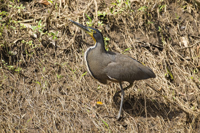 Bare-throated Tiger Heron