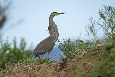 Bare-throated Tiger Heron
