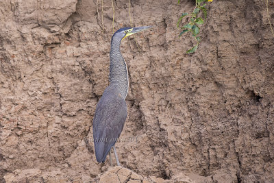 Bare-throated Tiger Heron