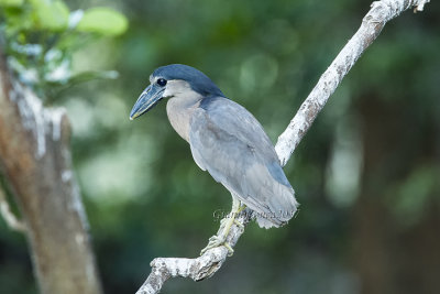 Boat-billed Heron