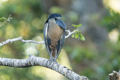 Boat-billed Heron