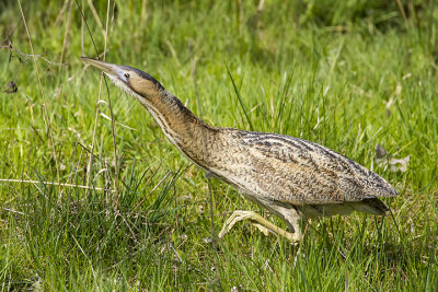 Bittern (m.)