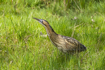 Bittern (m.)