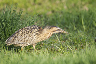 Bittern (f.)