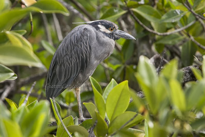 Yellow-crowned Night Heron
