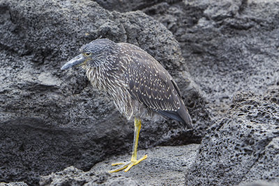 Yellow-crowned Night Heron (juv.)
