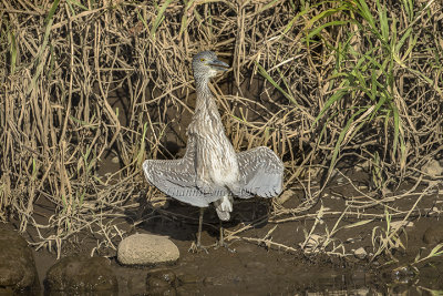 Yellow-crowned Night Heron (juv.)