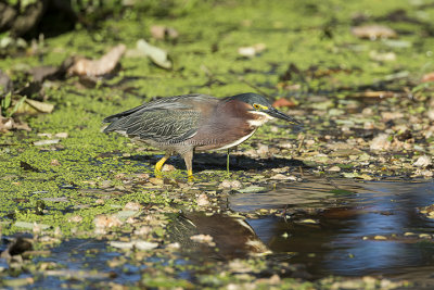 Green Heron