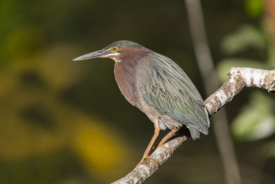 Green Heron