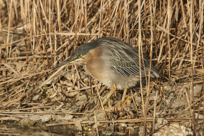 Green Heron (w.)