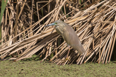 Squacco Heron
