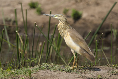 Squacco Heron 