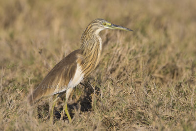 Squacco Heron