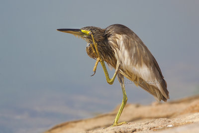 Squacco Heron