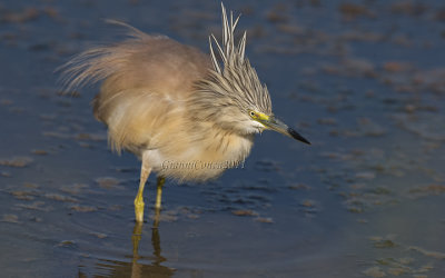 Squacco Heron