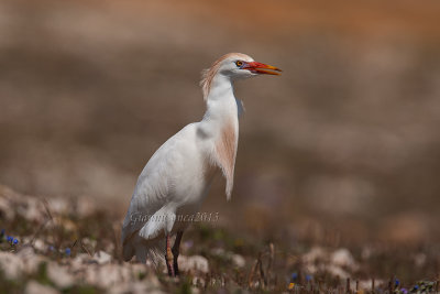 Western Cattle Egret