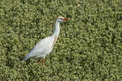 Western Cattle Egret