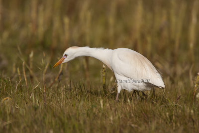 Western Cattle Egret