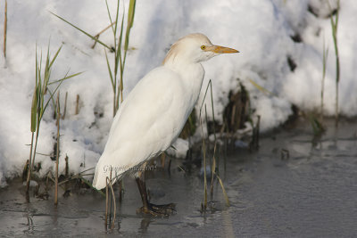 Western Cattle Egret (w.)