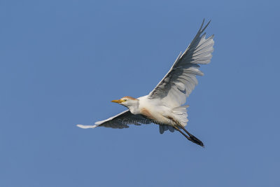 Western Cattle Egret