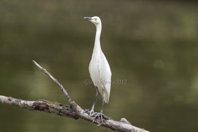 Western Cattle Egret (w.)