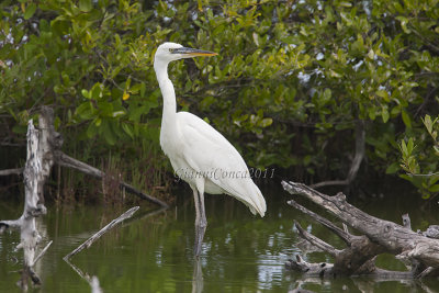 Great Blue Heron (white phase)