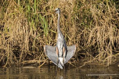 Great-blue Heron 