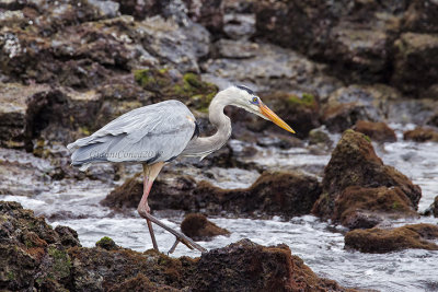 Great Blue Heron 