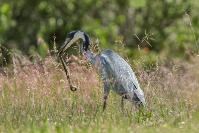 Black-headed Heron