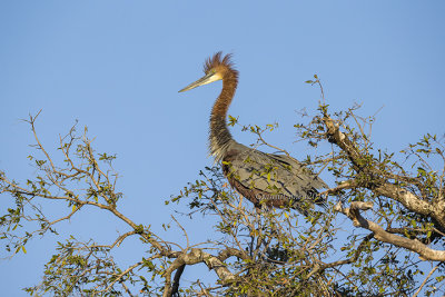 Goliath Heron