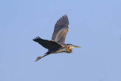 Purple Heron