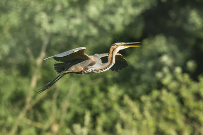 Purple Heron