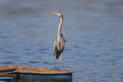 Purple Heron