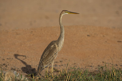 Purple Heron (juv.)