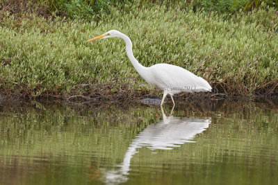 Western Great Egret (w.)